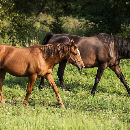 Zielona Dolina Villa Nowogrodek Pomorski Esterno foto